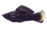 Black Sailfin Molly, Male :: 20300