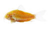 Glo Sunburst Orange Cory Catfish :: 42563