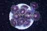 Zoa, Space Monsters :: 21374