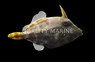 Orange Filefish :: 16518