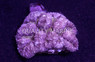 Pink Lobophyllia Brain Coral :: 52375