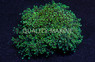 Neon Green Branching Octopus Coral :: 62468