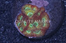 Orange/Red w/ Green Eye Favia Brain Coral :: 53349
