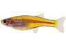 Gertrudae Aru II Rainbowfish :: 21909