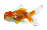 Red & White Oranda Goldfish :: 31026