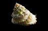 Turban Snail :: 57016