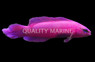 Orchid Fridmani Dottyback, QM Labs :: 61912