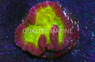 Brain Dented Red W/ Green Center :: 52485