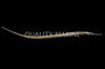 Chain Pipefish :: 25008