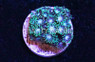 Flowerpot Short Polyp :: 58233