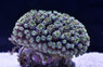 Galaxy, Green :: 48248