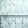 Mysis Shrimp Plus Garlic Slice :: 0729030