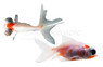 Red & White Telescope Goldfish :: 48617