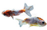 Calico Lionhead Goldfish :: 75198
