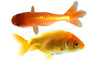 Red Ranchu Goldfish :: 81393