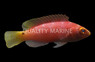Latigo Fairy Wrasse :: 33923