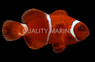 Maroon, Goldflake Clownfish :: 28680