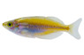 Red-striped Rainbowfish :: 48451