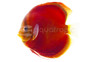 Red Cover Discus :: 27120