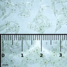 Gamma White Mosquito Larvae Blister Pack :: 0729101
