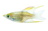 Featherfin/Threadfin Balloon Rainbowfish :: 72470