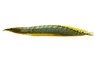 Lesser Spiny 'Blue' Eel :: 56288