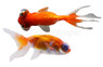 Celestial Eye Goldfish :: 31056