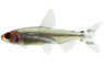 Platinum Rummy Nose Tetra  :: 49413