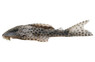 Suckermouth Plecostomus :: 99988
