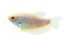 Opaline Platinum Gourami :: 63673