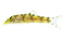 Gold Zebra Loach :: 92125