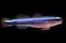 Neon Blue Cleaner Goby, QM Labs :: 18746