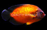 Coral Beauty Angelfish, Lautoka Orange :: 10205