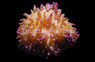 Purple Sebae Anemone :: 50085