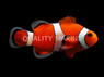 False Percula Ocellaris Clownfish, QM Labs :: 14188