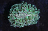 Hammer Branch Green Neon :: 57120