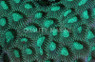 Brain Neon Green Mouth & Corallites :: 86794