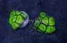 Brain Prism Green w/Neon Green Center :: 63289