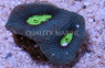 Brain Prism Mint Green w/Neon Green Center :: 81907