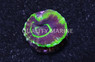 Australis, Green w/Purple Ring "UFO" :: 67157