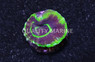 Australis, Green w/Purple Ring "UFO" :: 67157