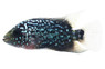 Flowerhorn Kamfa (Grade B) :: 53876