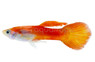 Chili Red Male :: 33104