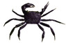Purple Matano Crab :: 74470