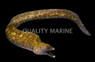 Dark Moray Eel :: 16070