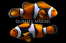 Super Black Percula Clownfish, Pair  :: 14023