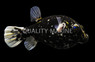 Midnight Dalmation Dogface Pufferfish :: 26540