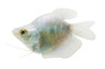 Opaline Balloon Body Gourami :: 10375