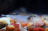 Longnose Barcaphalis Shrimp :: 47183