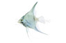 Paraiba Smokey Angelfish :: 84698